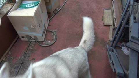 Chicken for Husky's lunch