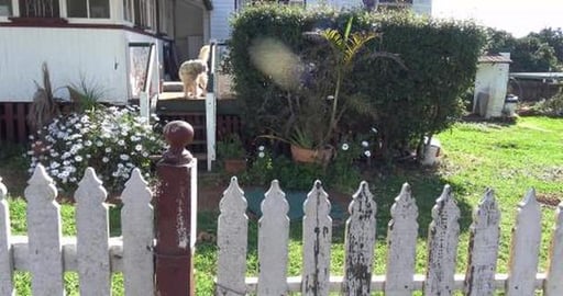 Goldie Puppy & more Husky Mack kisses