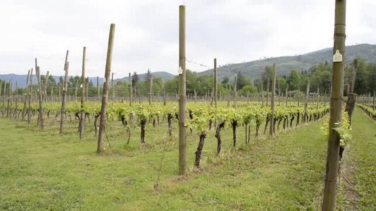 Mount Baker Vineyards and Winery coowner Randy Finley talks about the