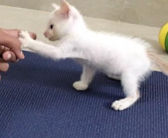 MY CUTE CAT TURNS MONTH OLD BABY NOW || 