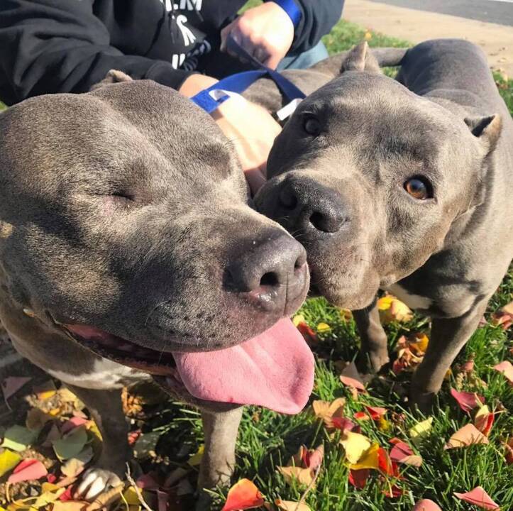 Sacramento Bradshaw shelter offers pet wellness clinic for families Sacramento Bee