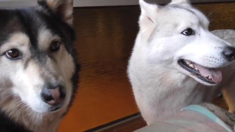Malamute argues over diner time & husky tried to make dad...
