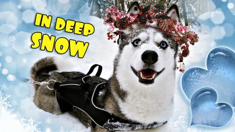 Huskies Playing in Deep Snow after Snow Storm | Funny Dog...