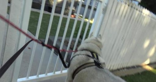 Visiting husky friends & meet lots of friendly doggies