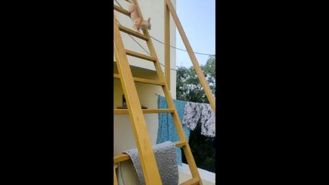 GIFY & TEDY play on stair case