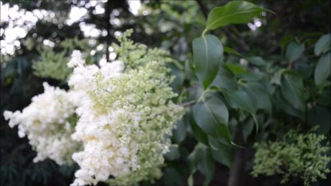 LilacTree in Bloom in the Breeze