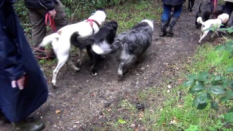 I did a Charity walk for Wood Green Animal Shelter in Epp...