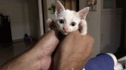 MY TIMMY CAT NIGHT 12.30 AM  WANTS TO PLAY, WHAT TO DO !!...