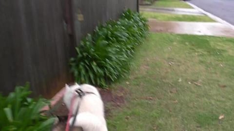 Malamute and Husky want walkies even if it's raining