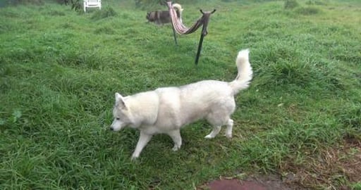 Huskies girl finds a mouse friend