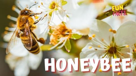 Busy Honeybee | Fun Facts