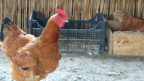 My hens 1 ...