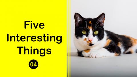 Calico Cats Are Almost Always Female | Five Interesting T...