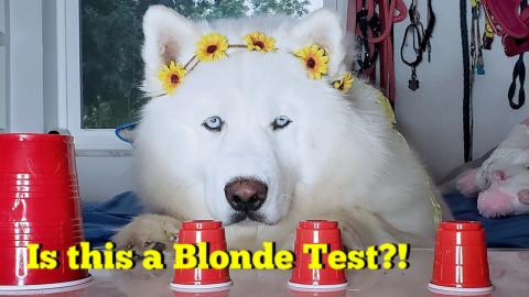 Husky Reacts To Shell Game | ASMR | Try Not To Laugh