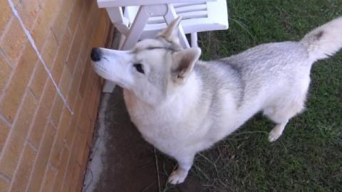 Tasty bones and Husky girl doesn't like where her pool is...