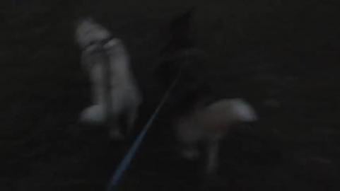 Husky hike through multiple paddocks before work