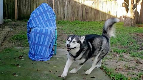 Malamute Reunites With Brudder | Can He Find Him Hiding I...