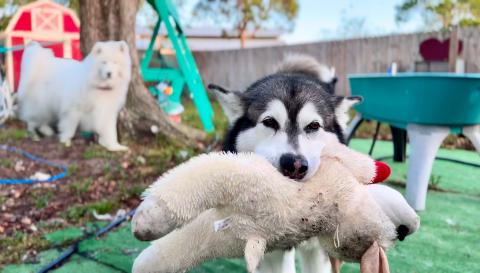 My Dog Acts Like A Human! Watch Him Flirt And Tease His C...