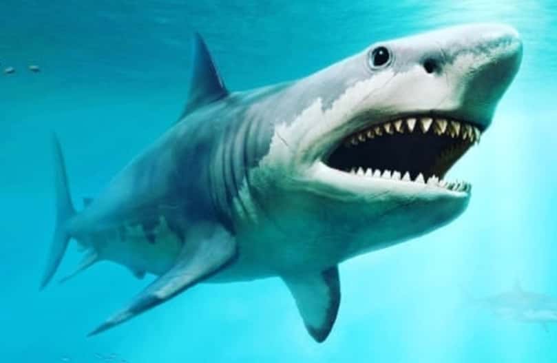 Captan tiburón gigante en el Atlántico que hace recordar al megalodón (video impactante)