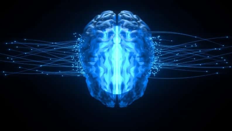 Toda la verdad acerca del cerebro triúnico: ¿tenemos en realidad tres cerebros?