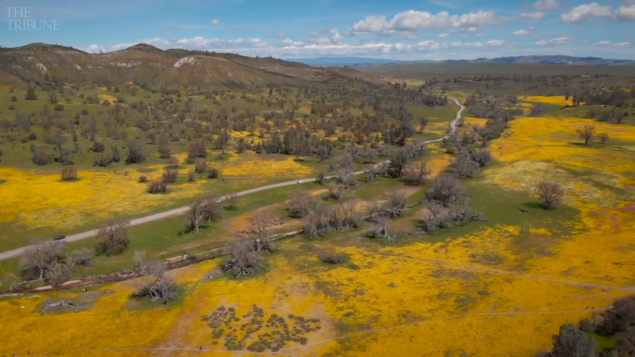 Fly over the wildflower super bloom on Shell Creek Road