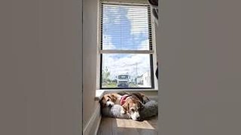 Beagle Dogs React to Human Taking Over Their Job
