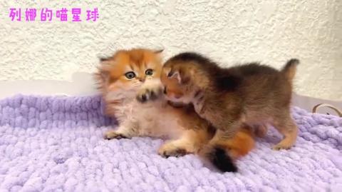 The newborn cat has taken over the original kitten's litt...