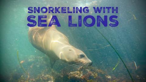 Sea Lions and Seals of La Jolla Cove