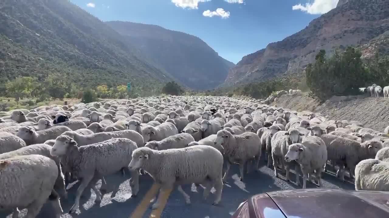 Hundreds of sheep block road in Utah national forest video