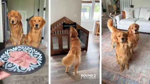 We Plays Hide-and-go-Sniff