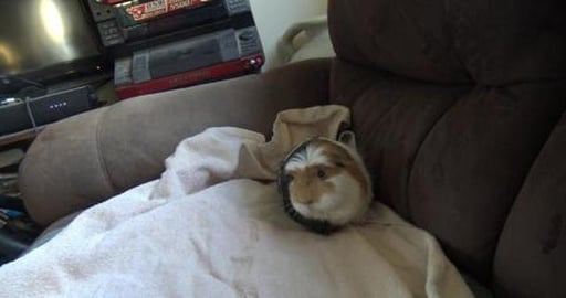 Guinea pig Amaya get some couch time