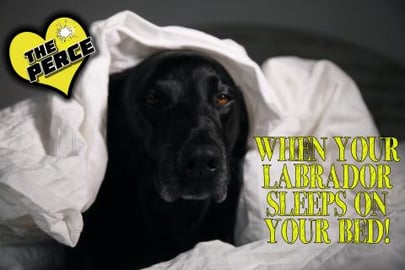Our Dog Percy the Labrador sleeps on the bed