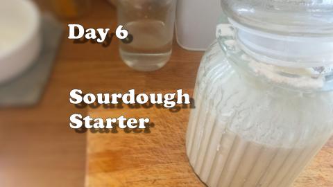 Sourgdough Starter Day 6