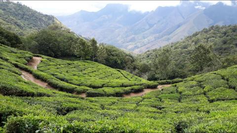 Munnar Tea Gardens | Kerala INDIA