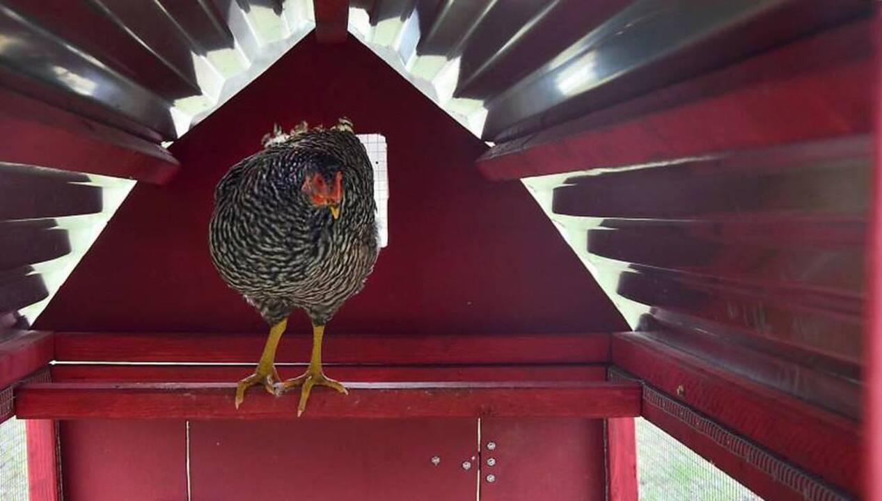 Local chicken rental reps live in Zebulon Raleigh News & Observer