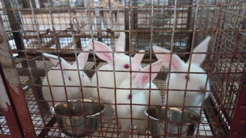 Cute Baby Rabbits | Mannavanur Rabbit Farm | Tamil Nadu