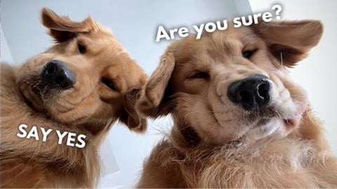 Do You Still Want a Golden Retriever? | Part 2