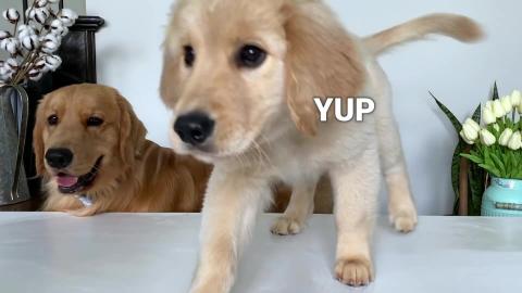 Dog Reviews Food With Baby Puppy | Tucker Taste Test