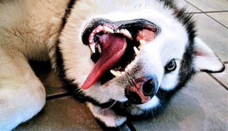 Could You Say No? Giant Malamute Asks For Belly Rubs!
