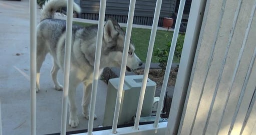 Visiting husky friends today & meet lots of friendly dogg...