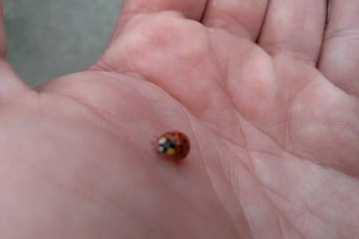 Ladybugs