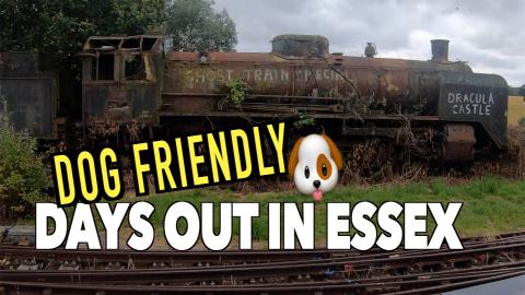 Where to take your dog in Essex