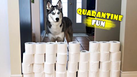 Husky VS Toilet Paper Wall Challenge - Quarantine Edition...