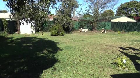 Roof adjustments required, flowering peach and tree updat...