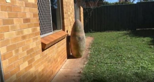 Bomb in my front yard, husky's supervise