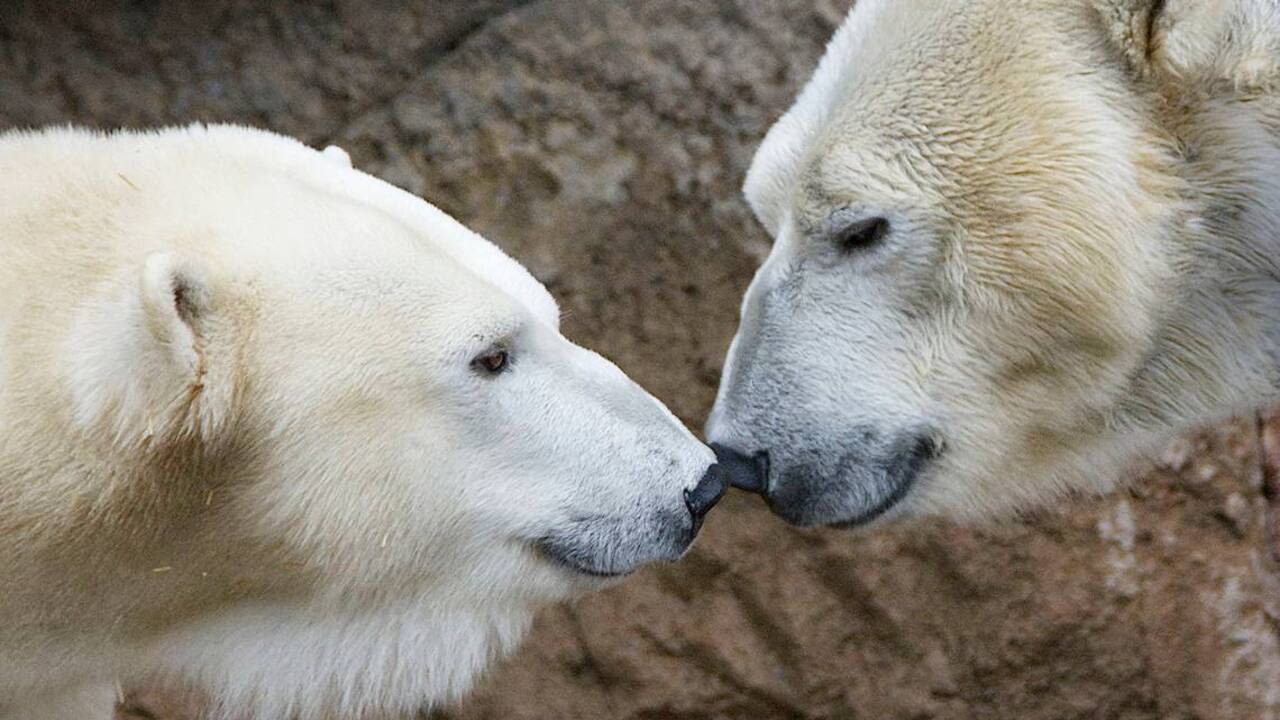Is love in the air for NC Zoo's polar bear couple? Raleigh News