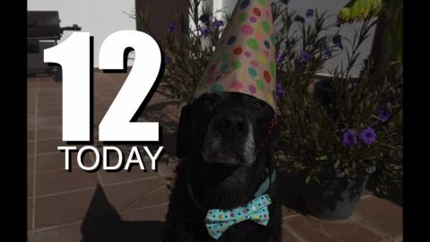 Percy the Labrador Turns 12 A Tail Wagging Celebration!