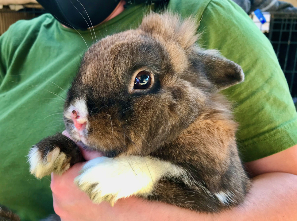 SLO County pet adoption Rabbits, bunnies available now San Luis
