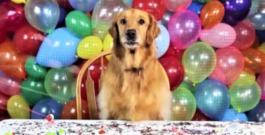 Dogs Get 500 Balloons To Play With In Backyard! Dog Party...