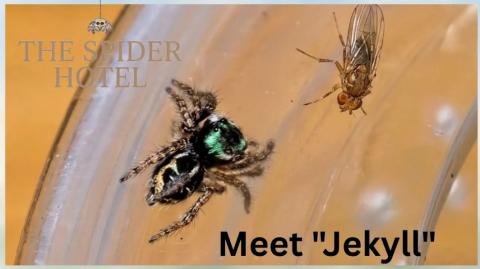 Introducing a NEW spider into my life @spiderhotel 